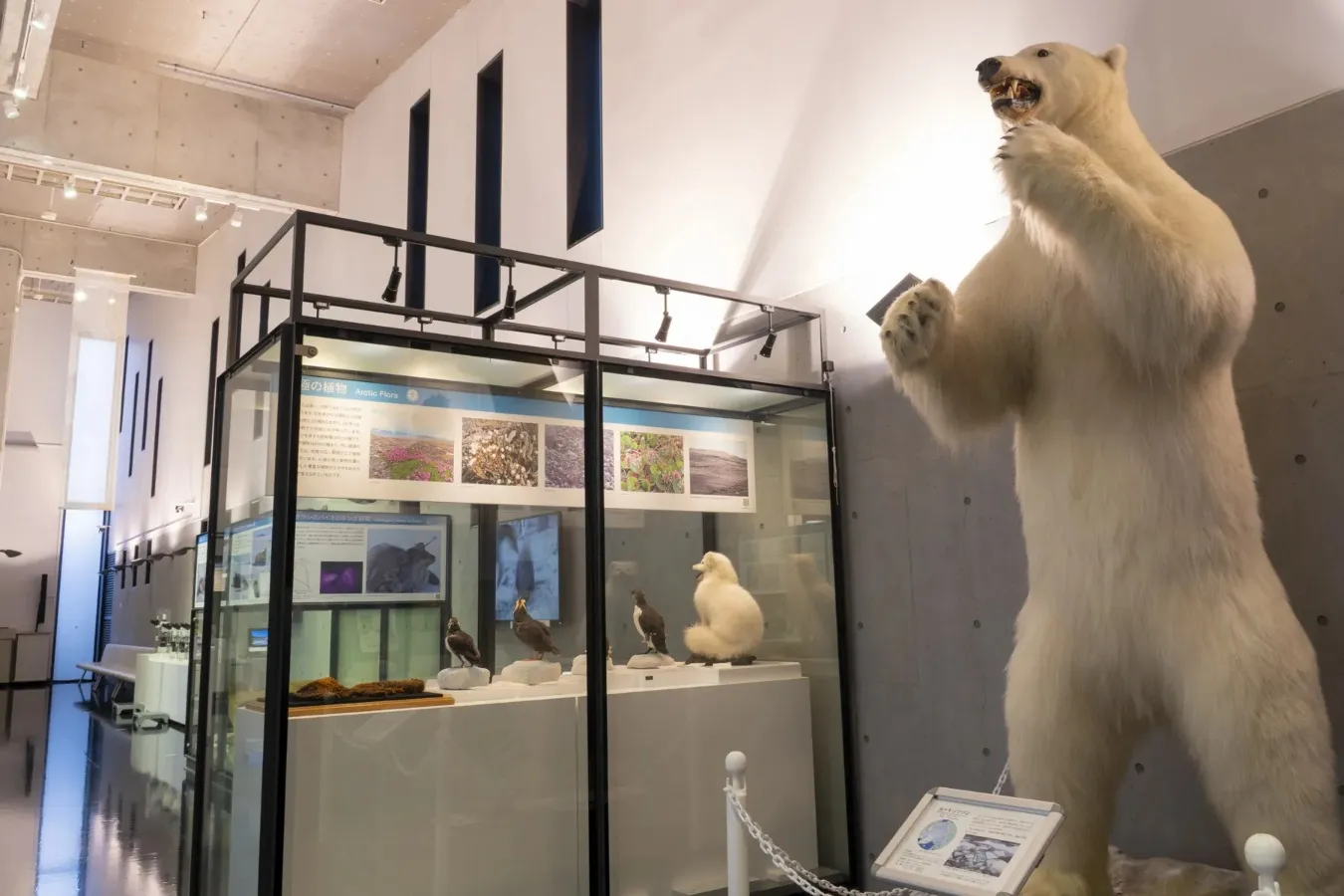 ▲ホッキョクグマのはく製(写真提供:国立極地研究所)