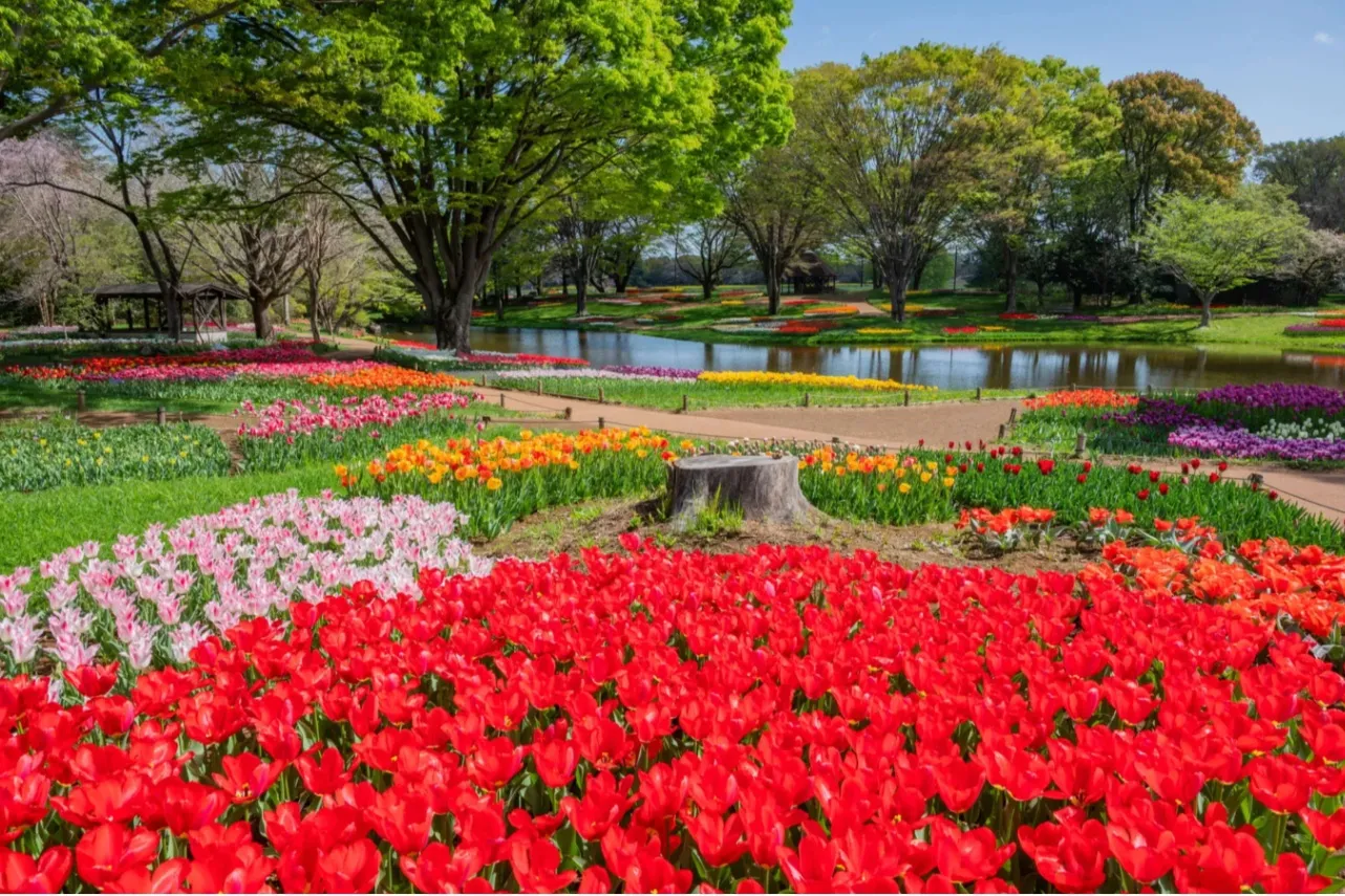 ▲チューリップ