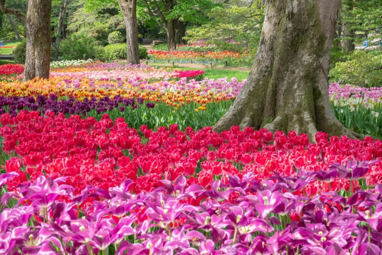 ▲チューリップ