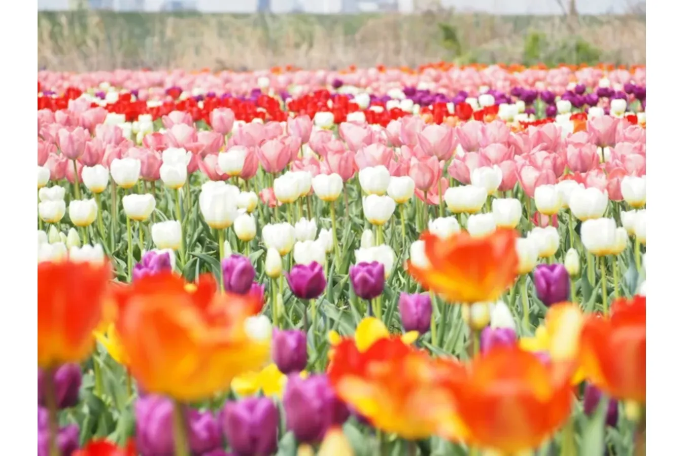 ▲河川敷花壇のチューリップ