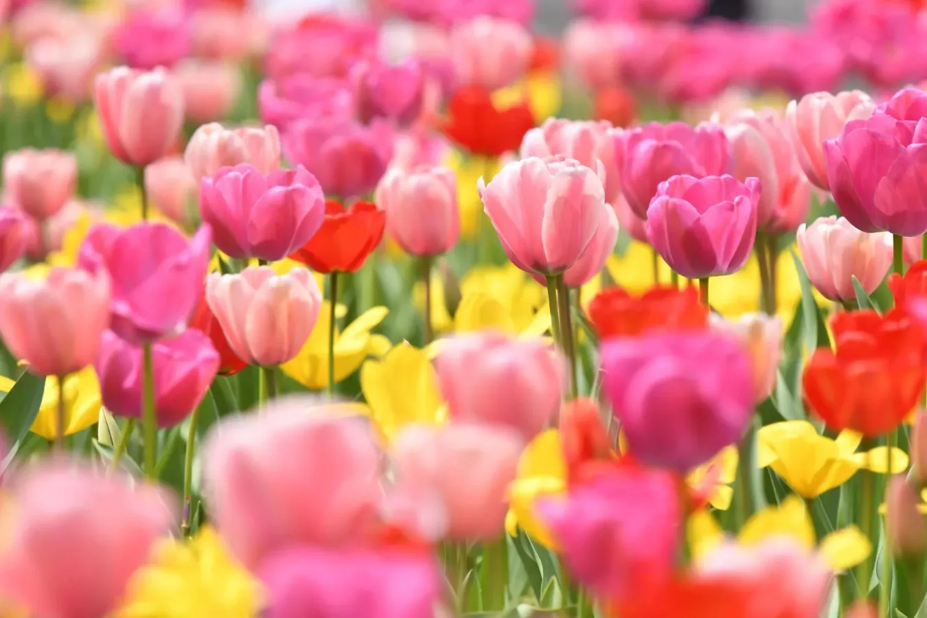 ▲チューリップ