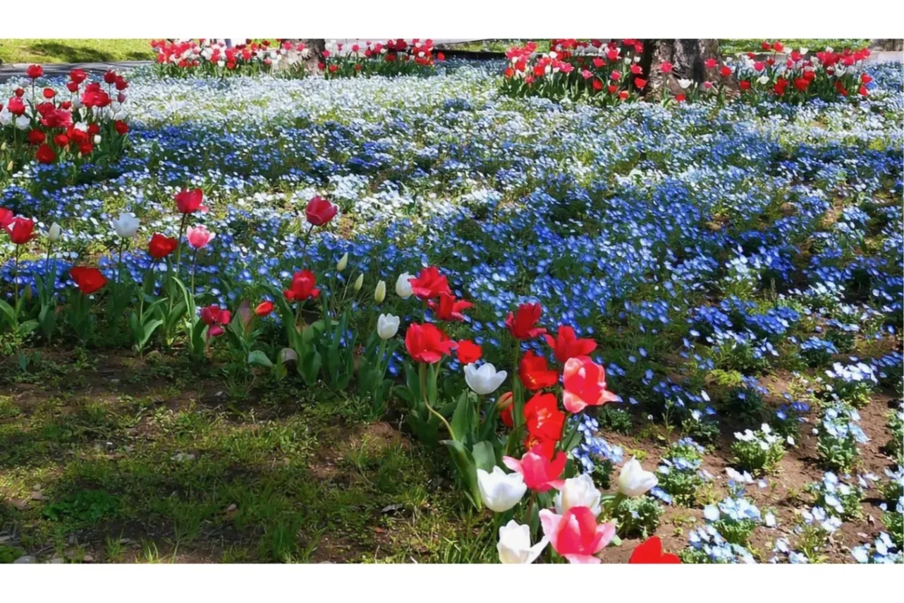 ▲チューリップ、ネモフィラ