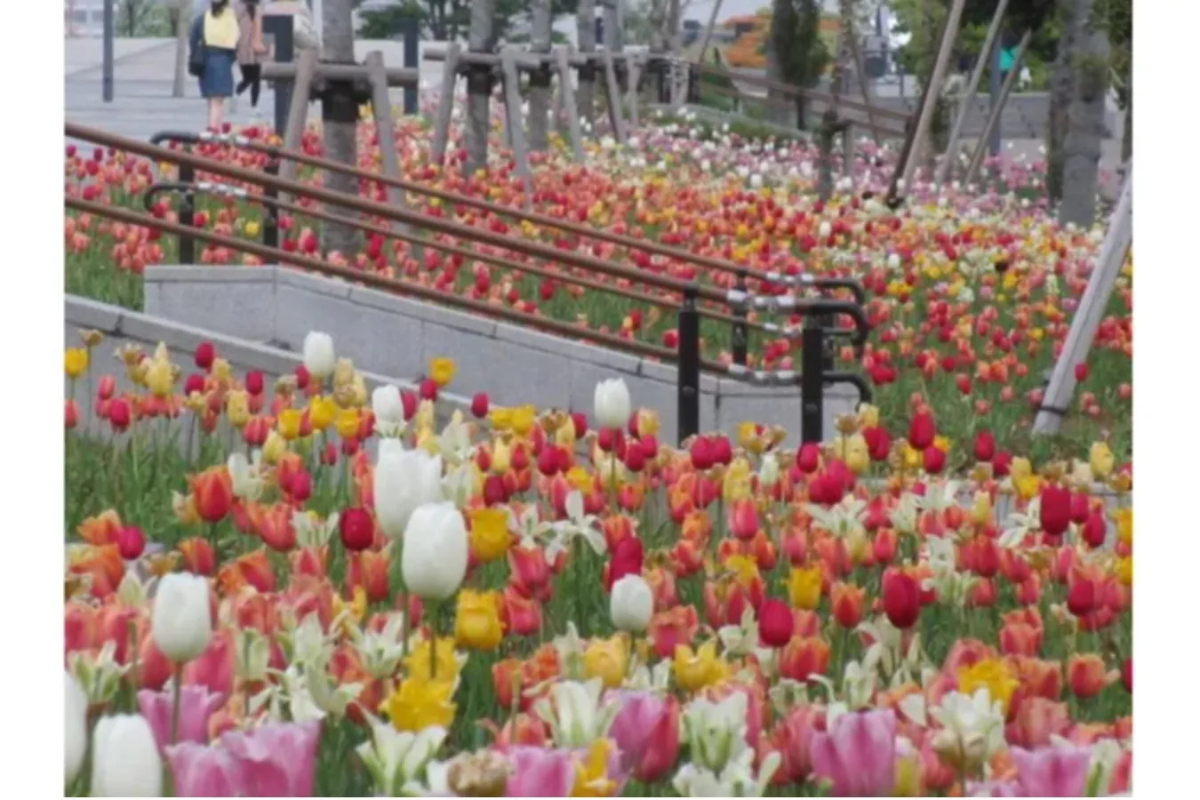 ▲チューリップ《写真提供》東京港埠頭(株)