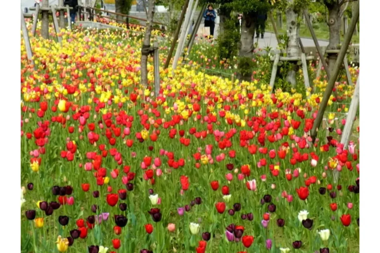 ▲チューリップ《写真提供》東京港埠頭(株)