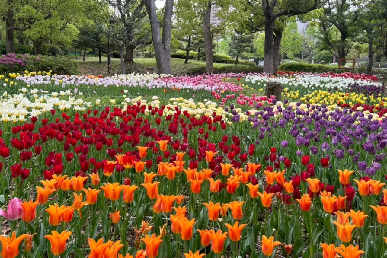 ▲チューリップの杜