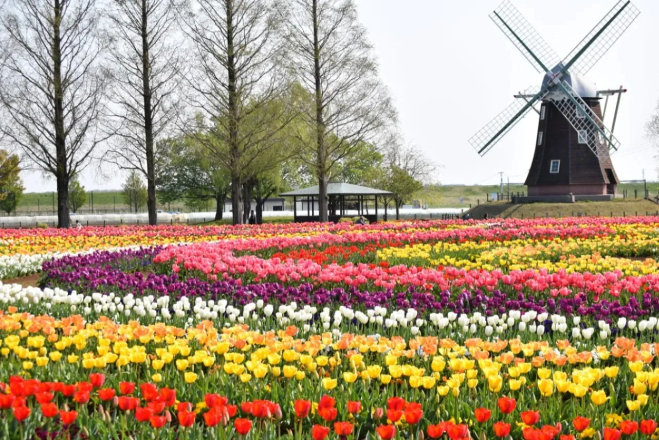 ▲風車前花畑のチューリップ