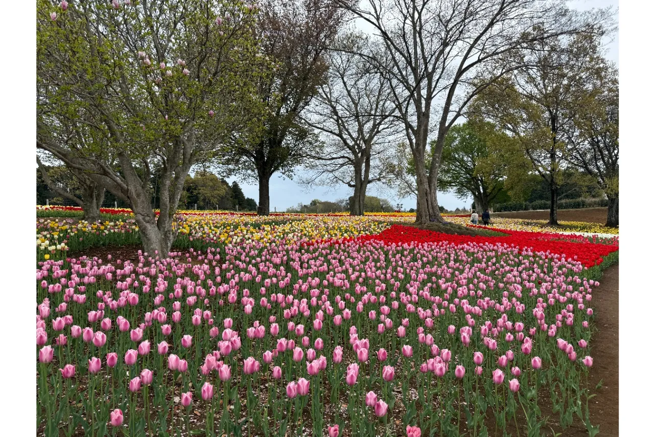 【2026】関東「チューリップ」の名所9選！見ごろ、イベント情報も紹介_3411539