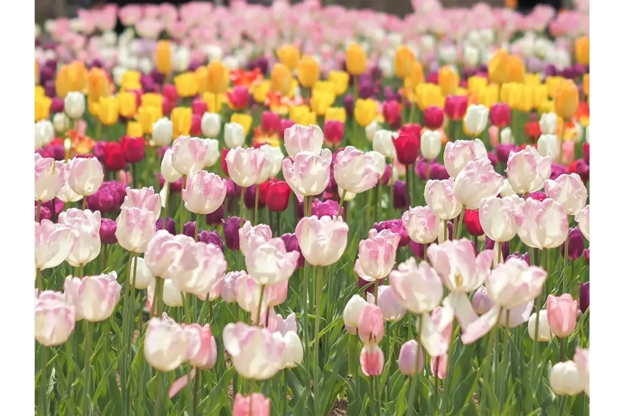 ▲過去の最盛期の様子（フォトコンテスト2023応募作品）