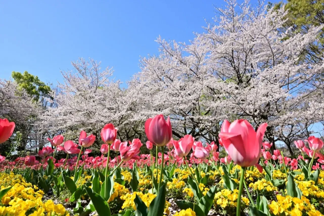 ▲チューリップと桜