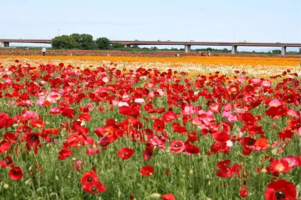 見ごろはいつ？関東「ポピー畑」の名所まとめ