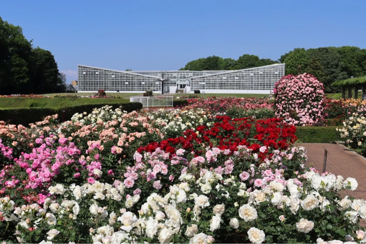 ▲ばら園　※写真提供：神代植物公園