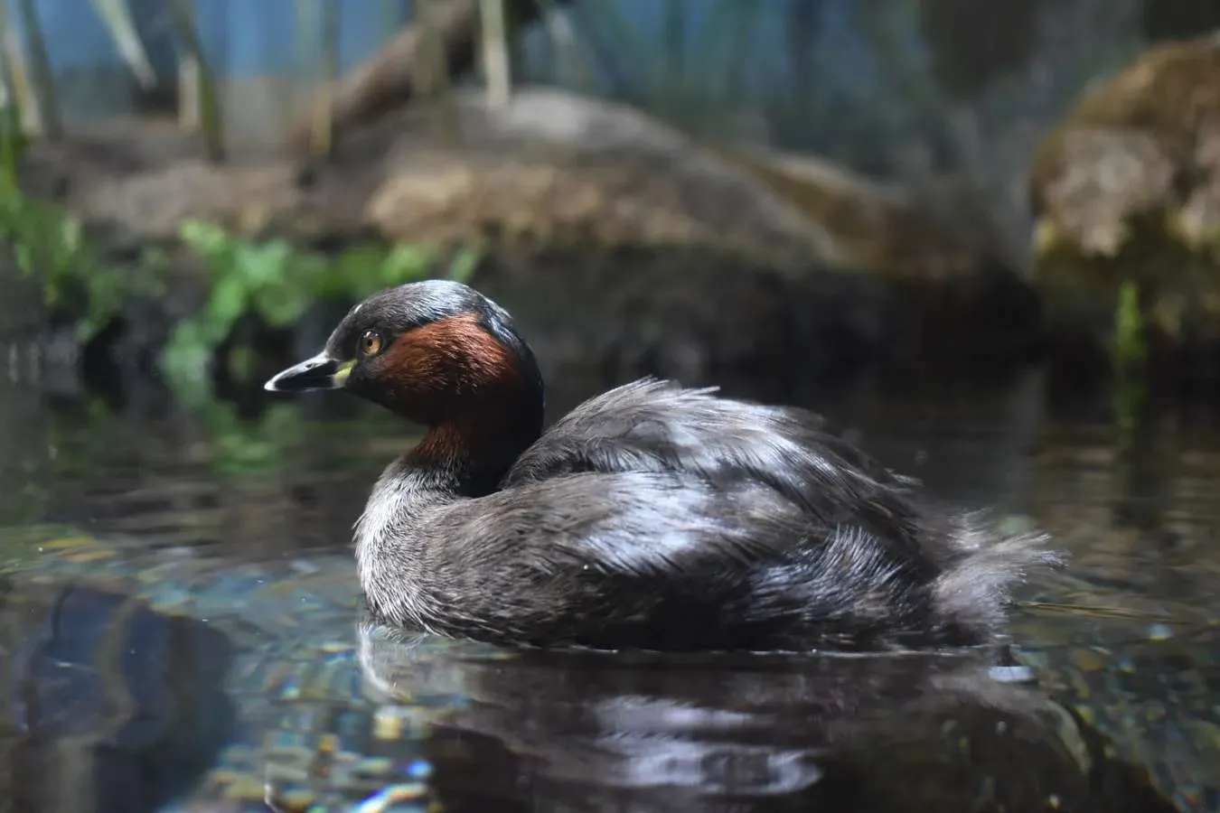 ▲カイツブリ（提供：（公財）東京動物園協会）