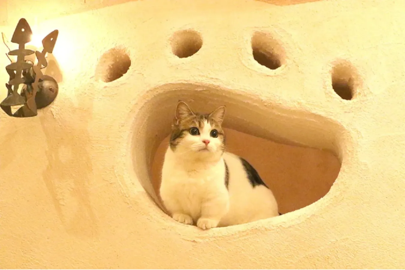 ▲てまりのおしろのネコ