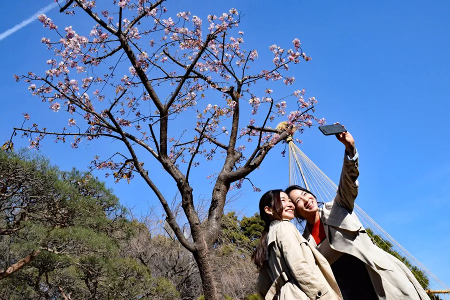 お花見も一緒に満喫しよう♪春限定の「桜アフタヌーンティー」に心ときめくティータイム【はずむおでかけ】
