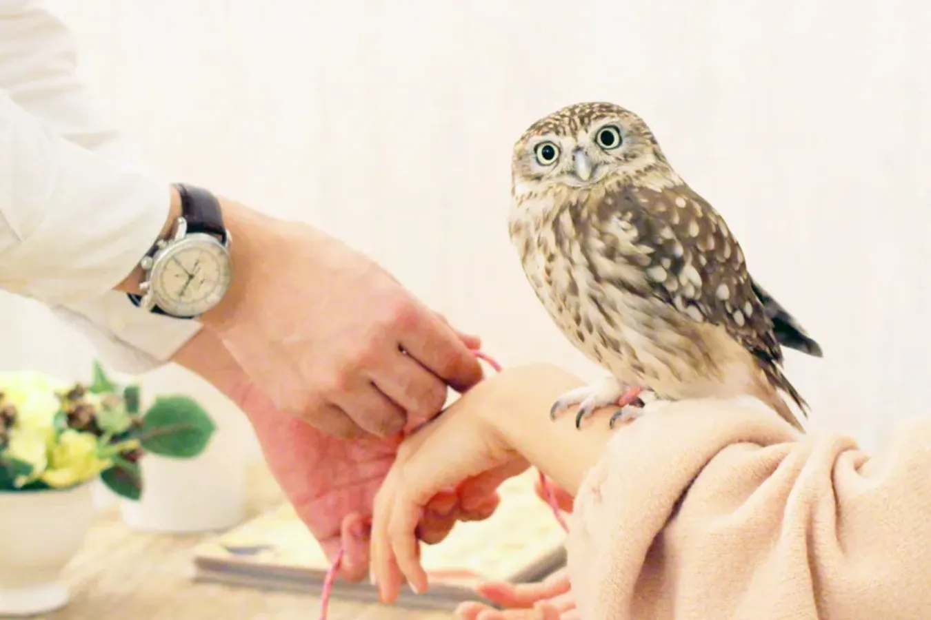 癒やし効果バツグン！東京都内の「動物カフェ」5選_2894106