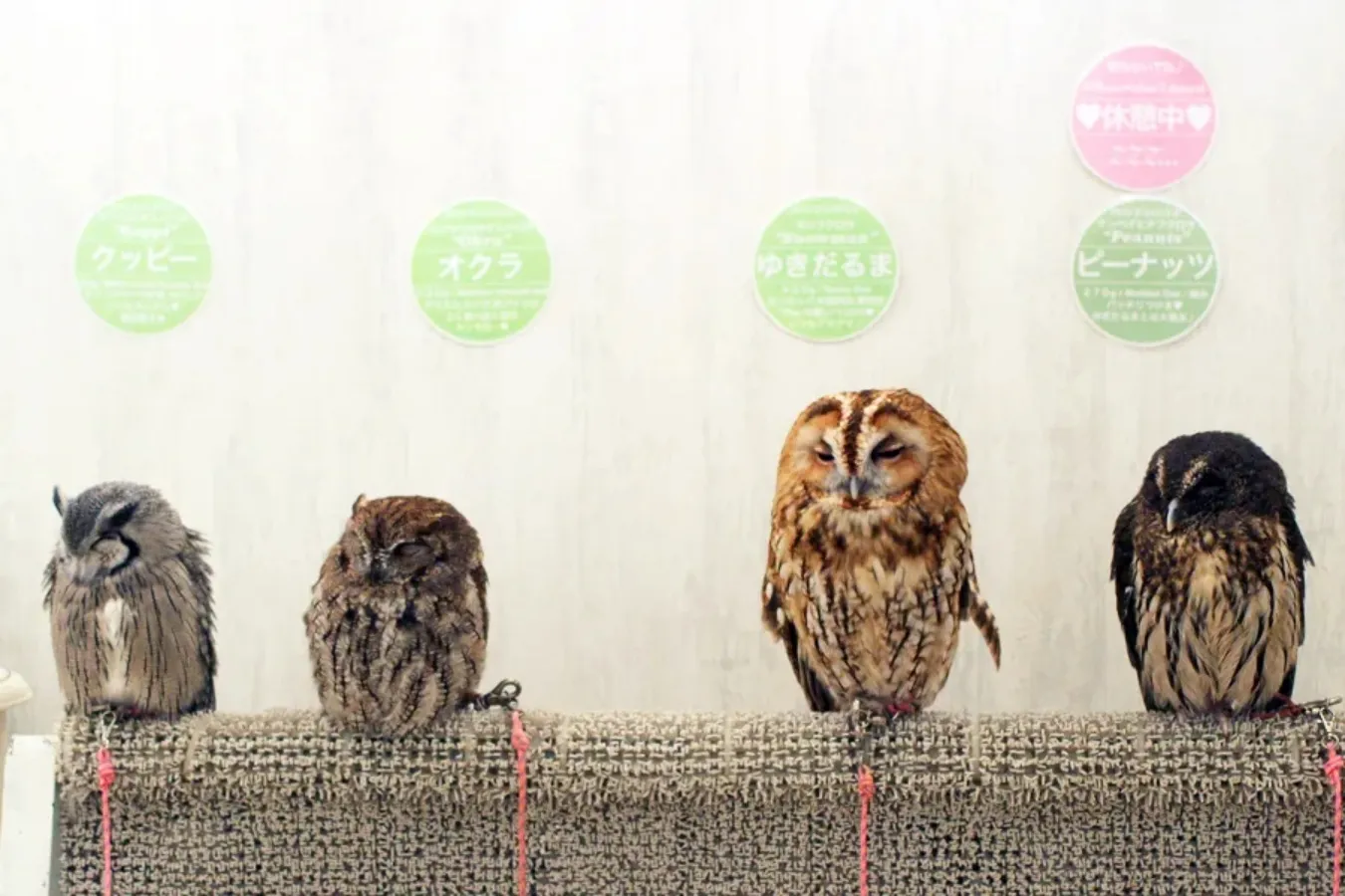 癒やし効果バツグン！東京都内の「動物カフェ」5選_2894107
