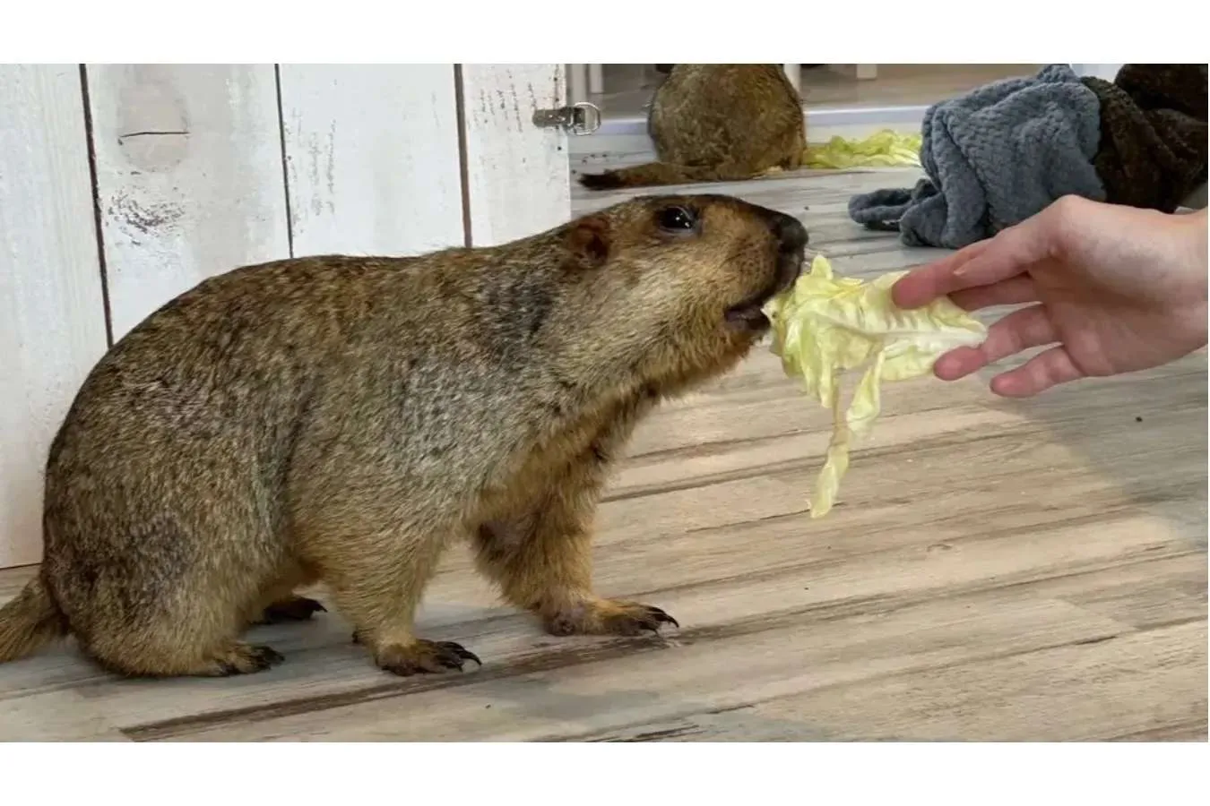 癒やし効果バツグン！東京都内の「動物カフェ」5選_2894109