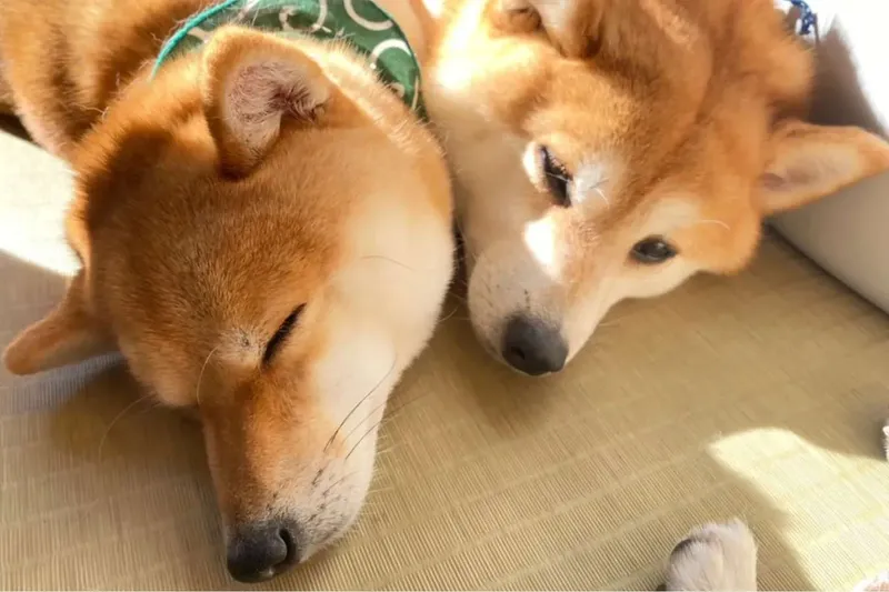 癒やし効果バツグン！東京都内の「動物カフェ」5選