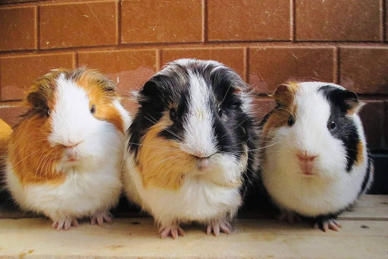 東京の動物園11選！入場無料＆ふれあいコーナーが人気のスポットも_3159651