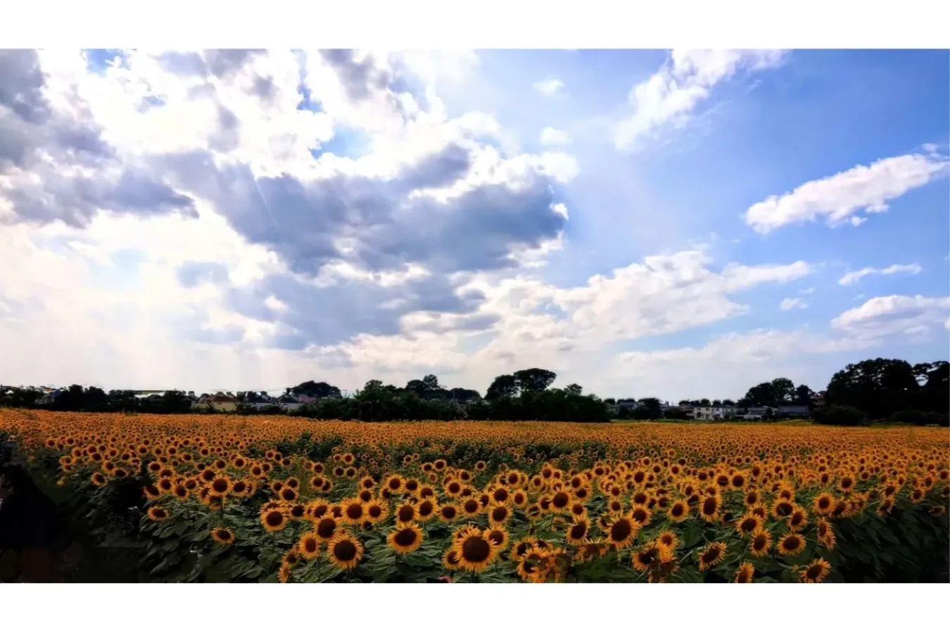 8月のデートどこ行こう?東京のおすすめイベント10選_2695850