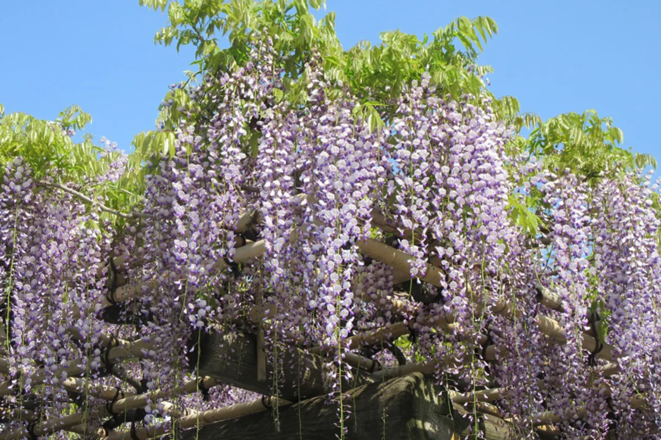 藤の花の見ごろはいつ？東京「藤棚」名所6選【2024】_1776857