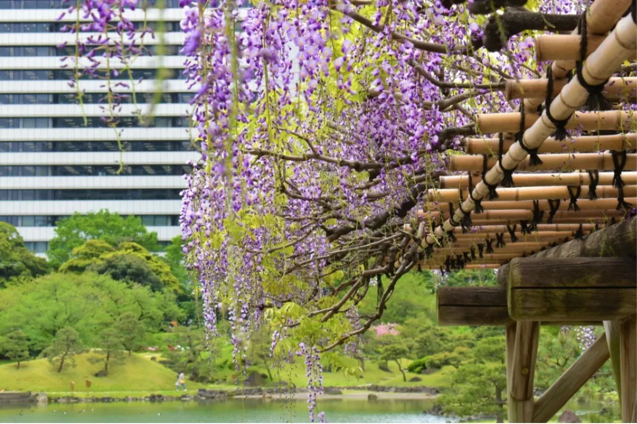 ▲フジ（画像提供：公益財団法人東京都公園協会）