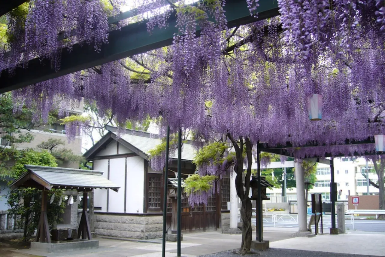 【2026】東京「藤の花」の名所8選！藤棚の見ごろ、まつり情報も_3592553