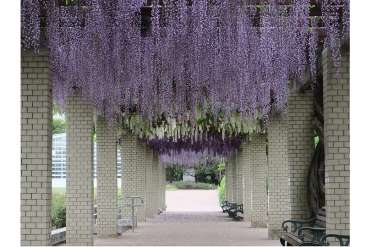 ▲写真提供：神代植物公園