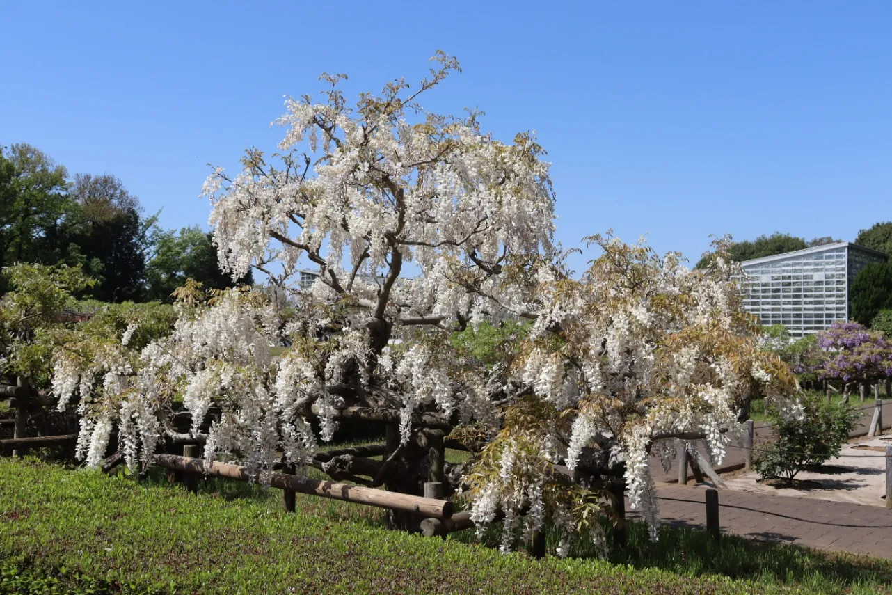 ▲写真提供：神代植物公園