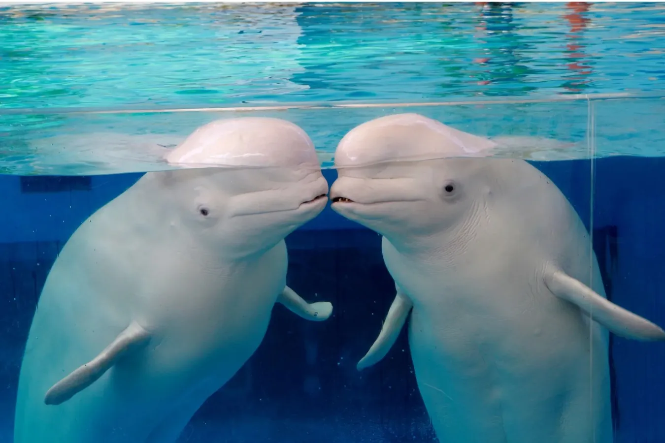 ▲シロイルカスプラッシュ