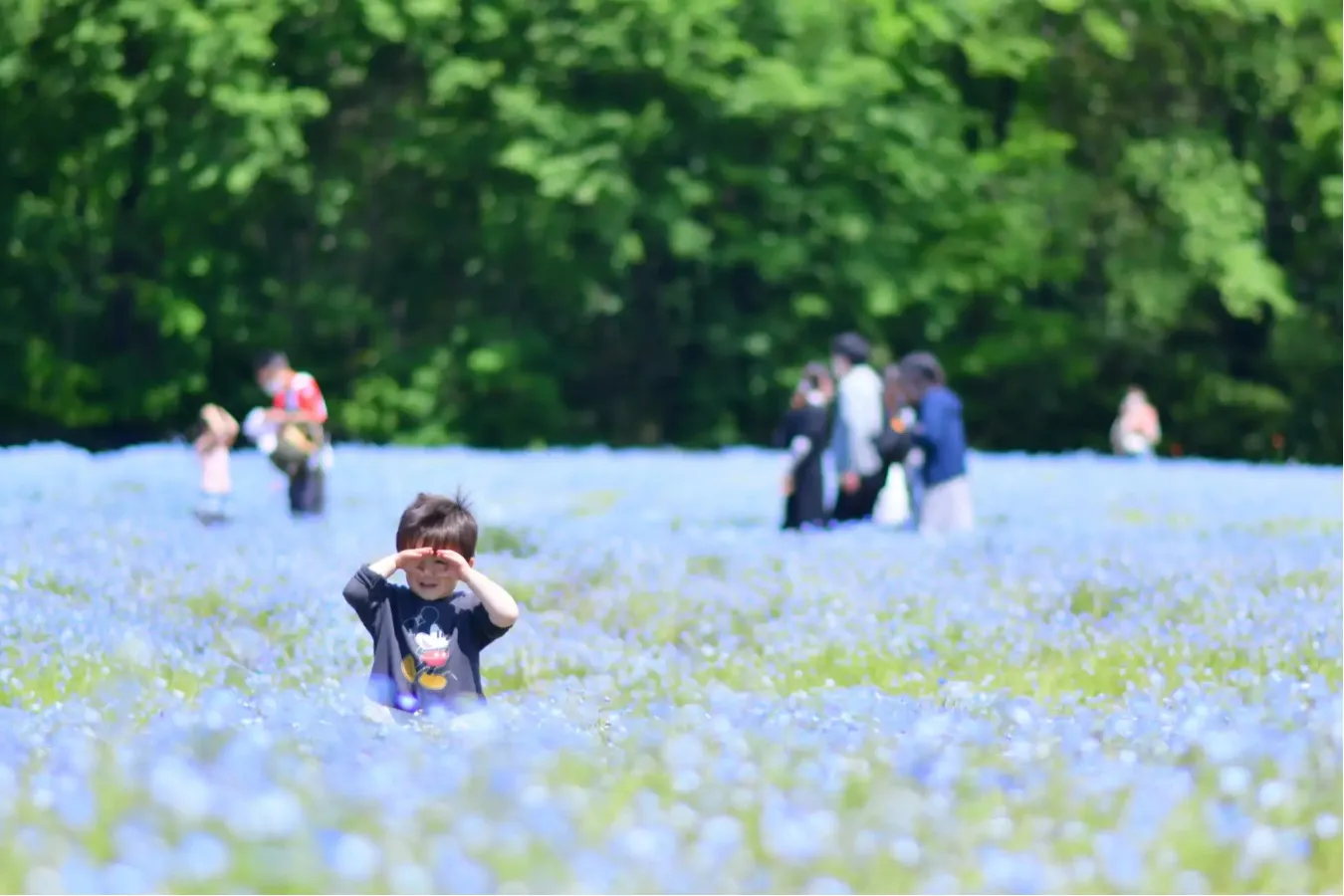 【2026】関東「ネモフィラ」の名所7選！見ごろ、イベント情報なども紹介_3600259