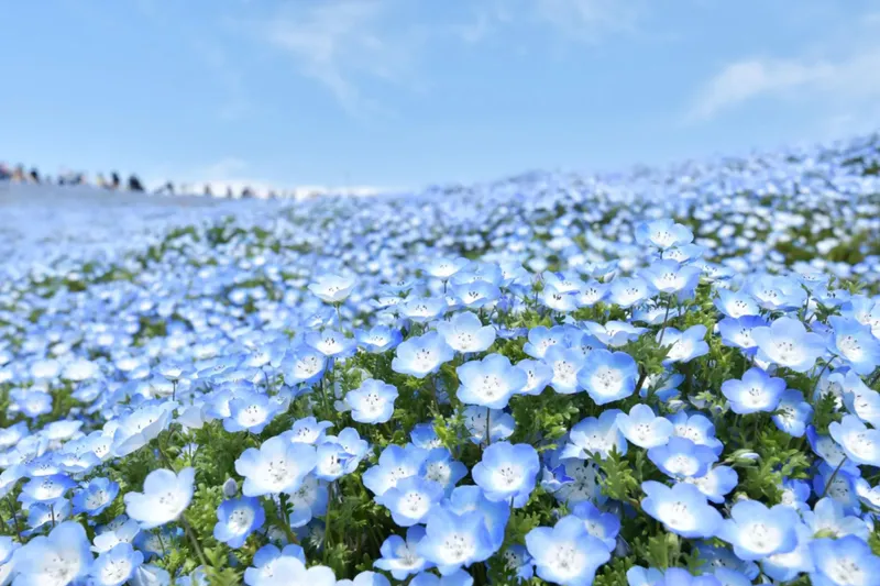 【2026】関東「ネモフィラ」の名所7選！見ごろ、イベント情報なども紹介