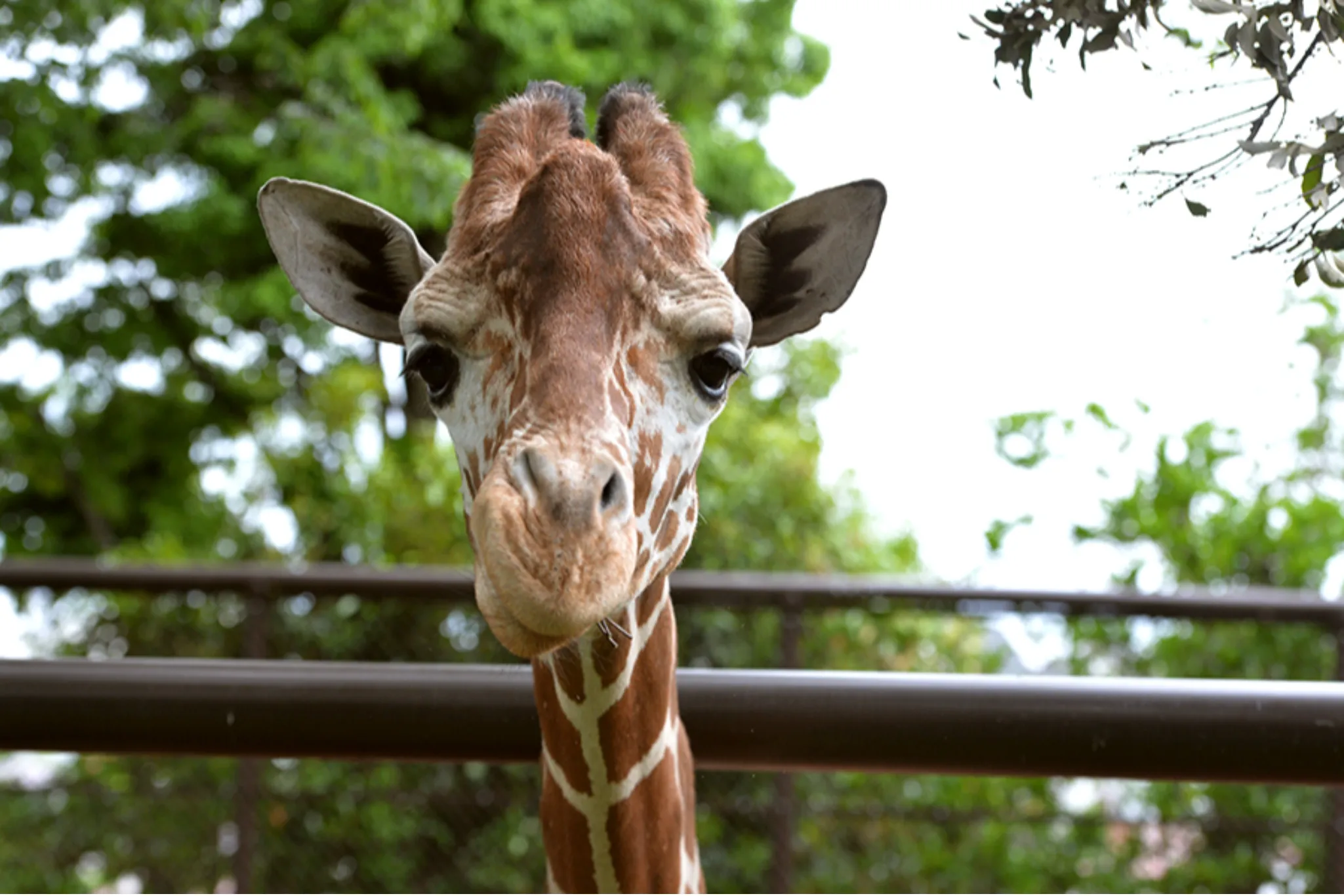 無料で一日遊び尽くせる！横浜「野毛山動物園」の楽しみ方を徹底解説