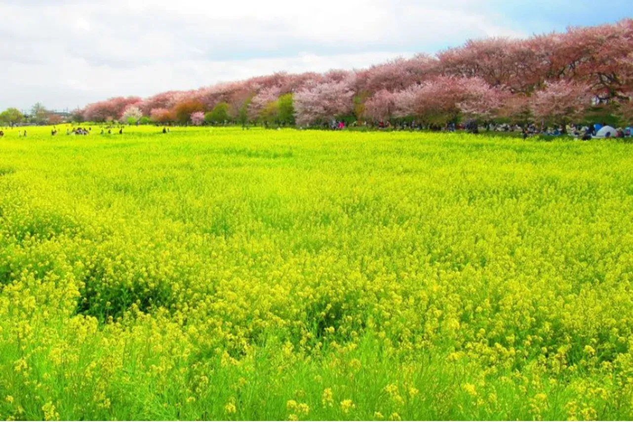 ▲菜の花