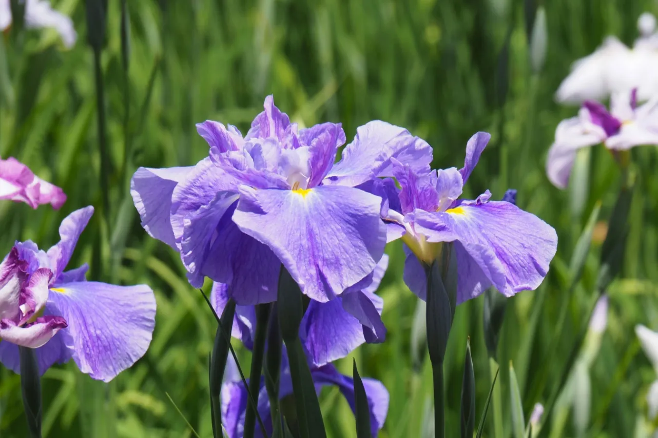 【2026】東京の「菖蒲園」6選！花菖蒲の名所を厳選、見ごろやまつり情報も_3655943