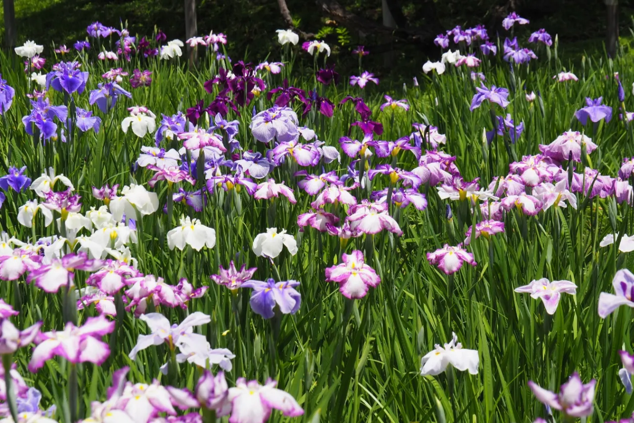 【2026】東京の「菖蒲園」6選！花菖蒲の名所を厳選、見ごろやまつり情報も_3655944