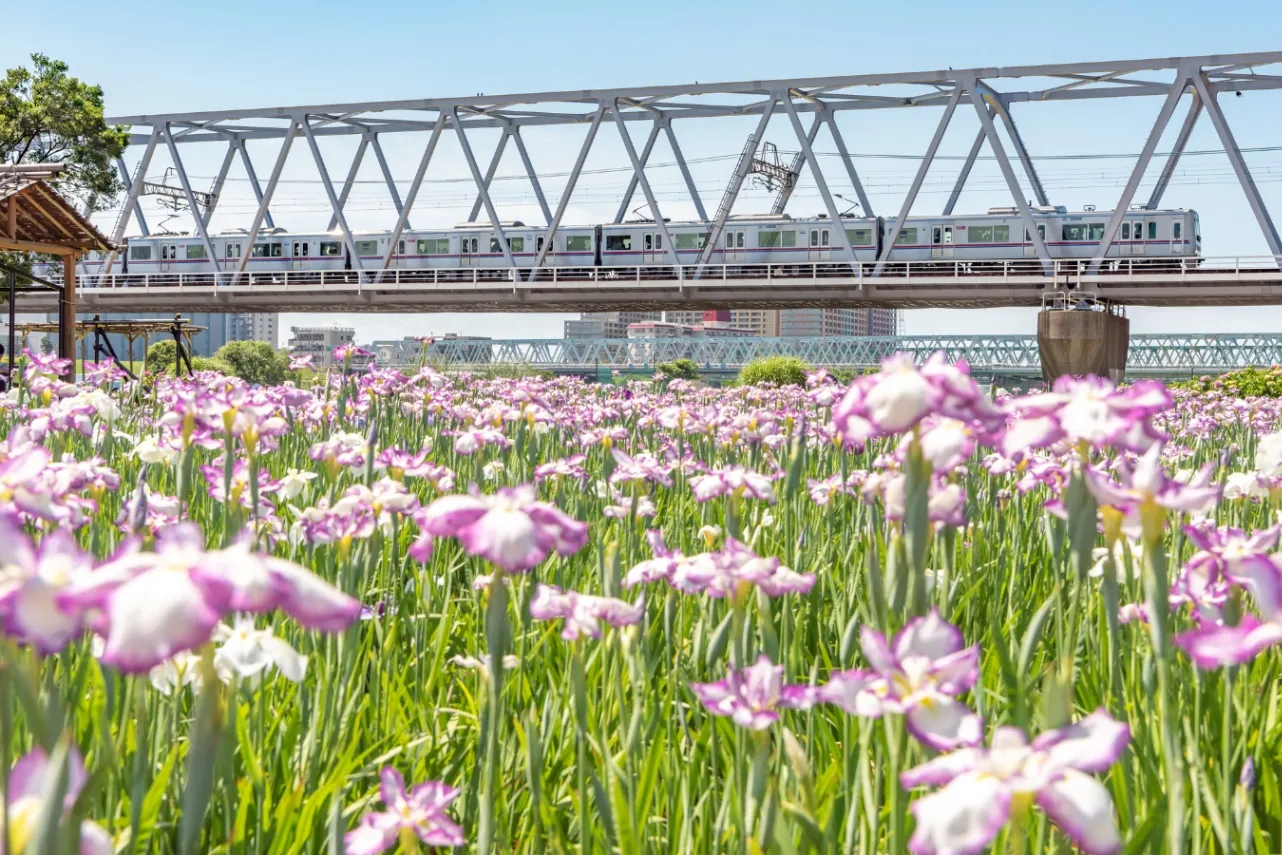 【2026】東京の「菖蒲園」6選！花菖蒲の名所を厳選、見ごろやまつり情報も_3655947
