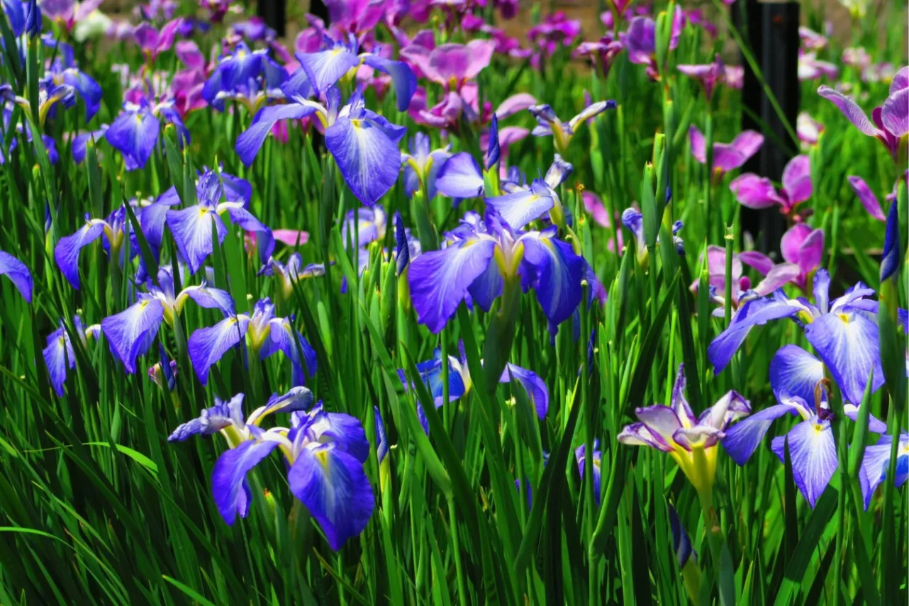 【2026】東京の「菖蒲園」6選！花菖蒲の名所を厳選、見ごろやまつり情報も_3655948