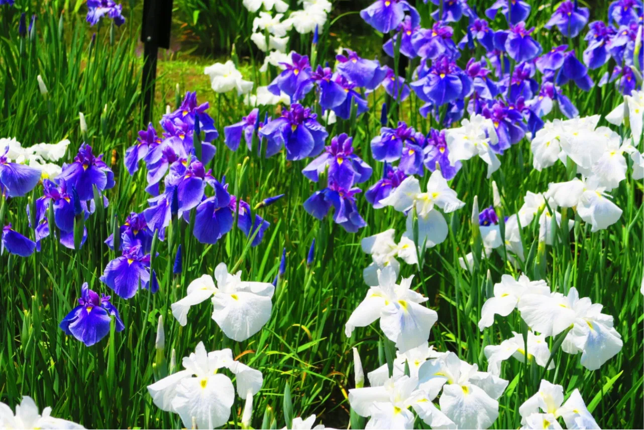 【2026】東京の「菖蒲園」6選！花菖蒲の名所を厳選、見ごろやまつり情報も_3655949