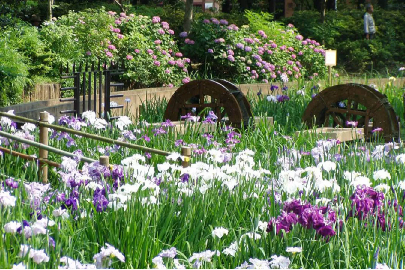 【2026】東京の「菖蒲園」6選！花菖蒲の名所を厳選、見ごろやまつり情報も_3655950