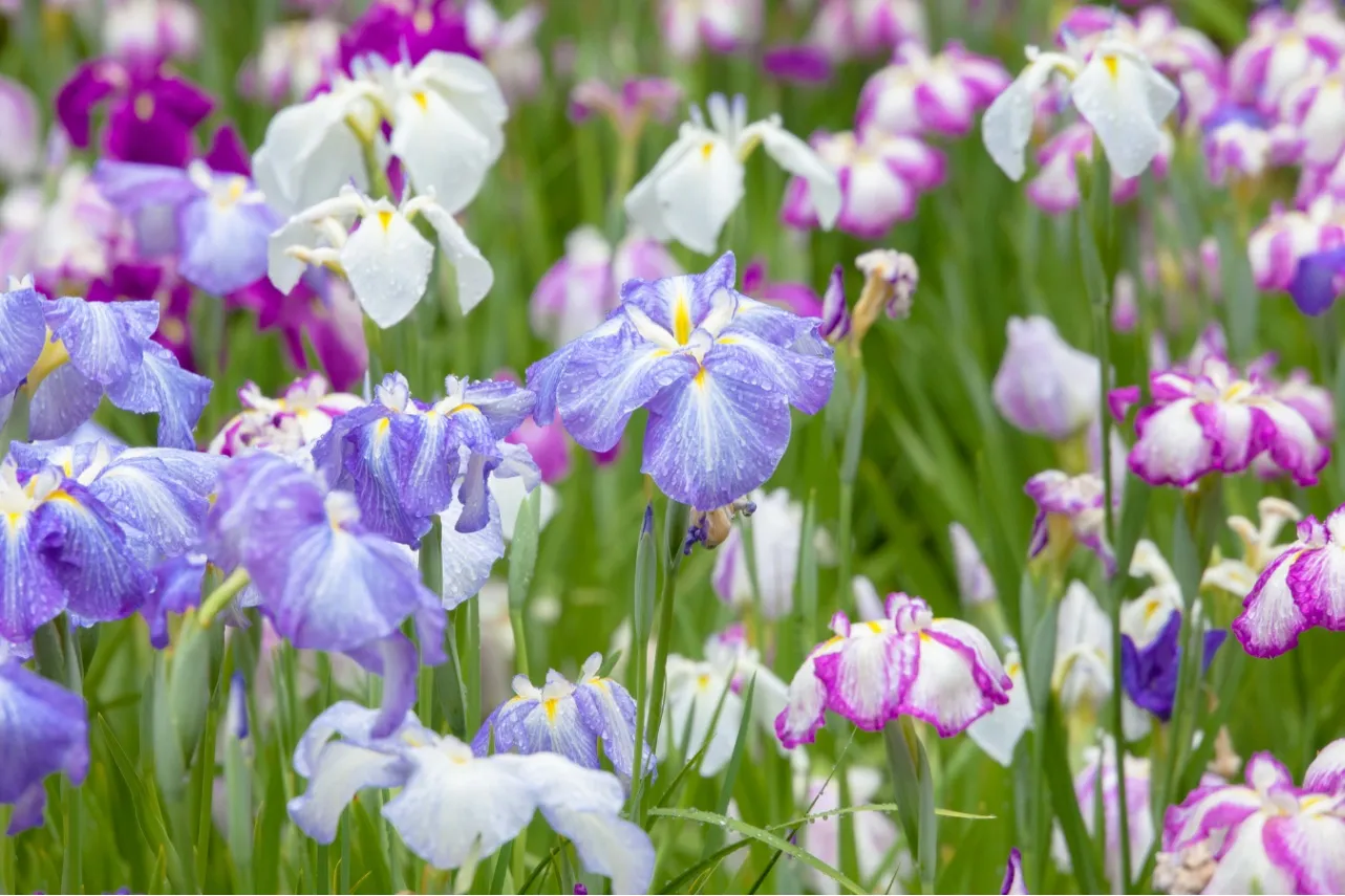 【2026】東京の「菖蒲園」6選！花菖蒲の名所を厳選、見ごろやまつり情報も_3655952
