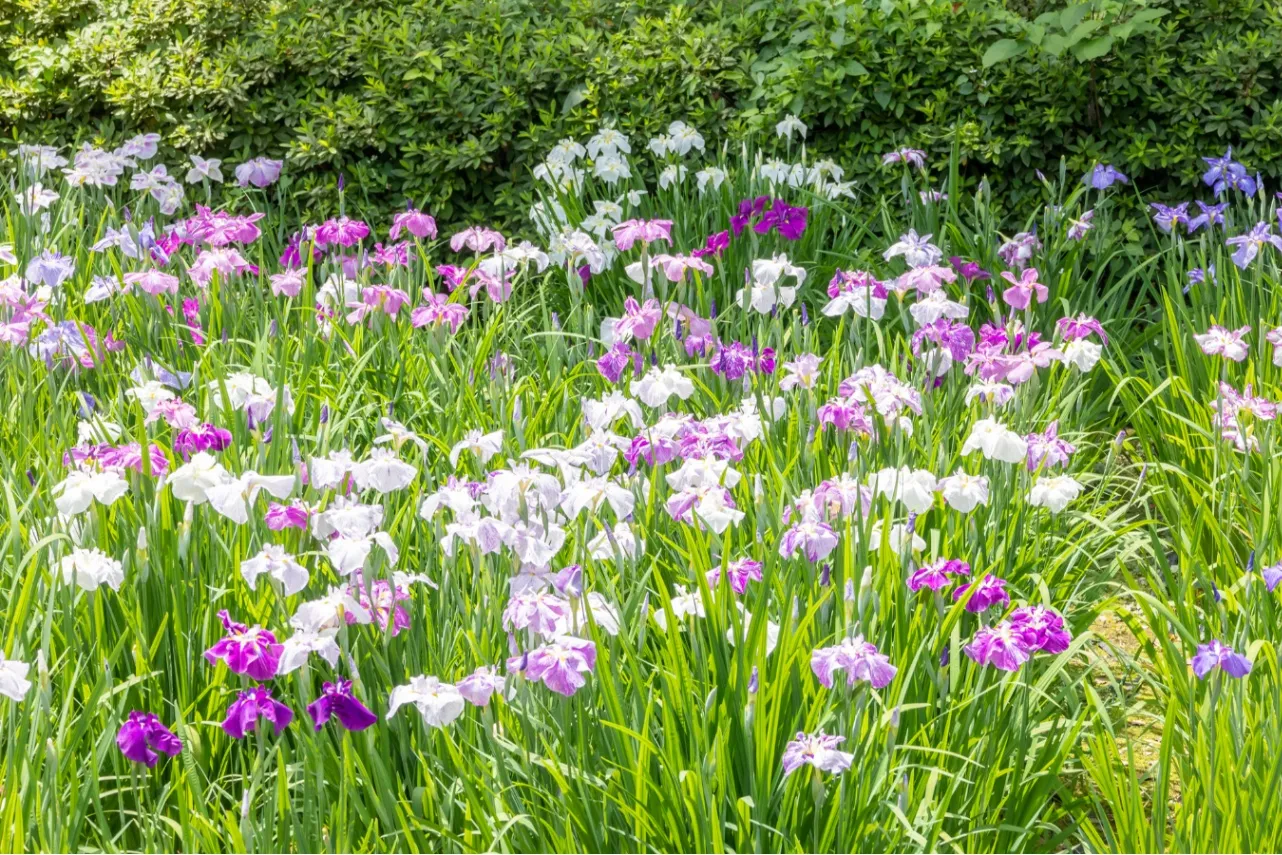 【2026】東京の「菖蒲園」6選！花菖蒲の名所を厳選、見ごろやまつり情報も_3655953