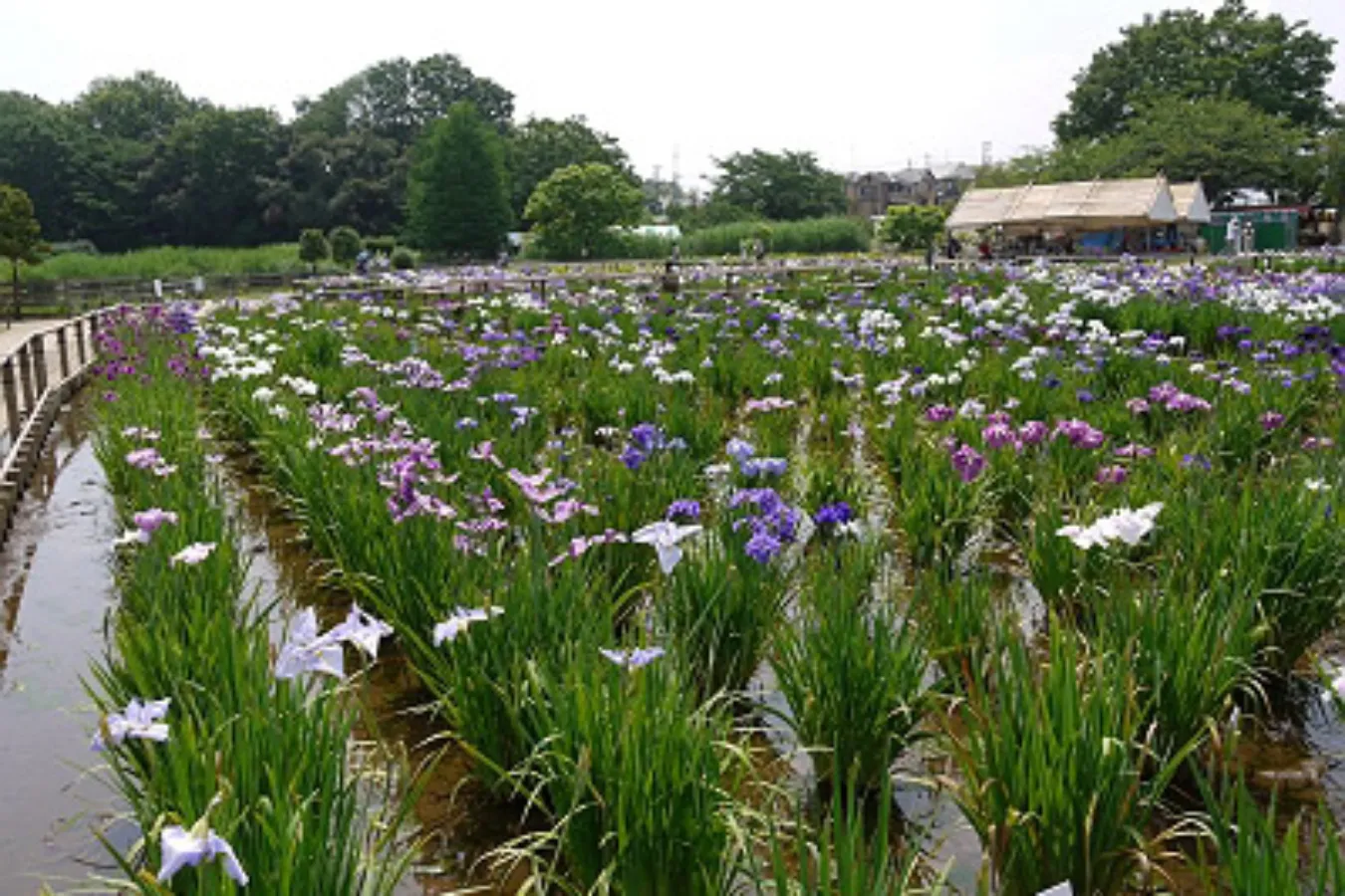 【2026】東京の「菖蒲園」6選！花菖蒲の名所を厳選、見ごろやまつり情報も_3655954