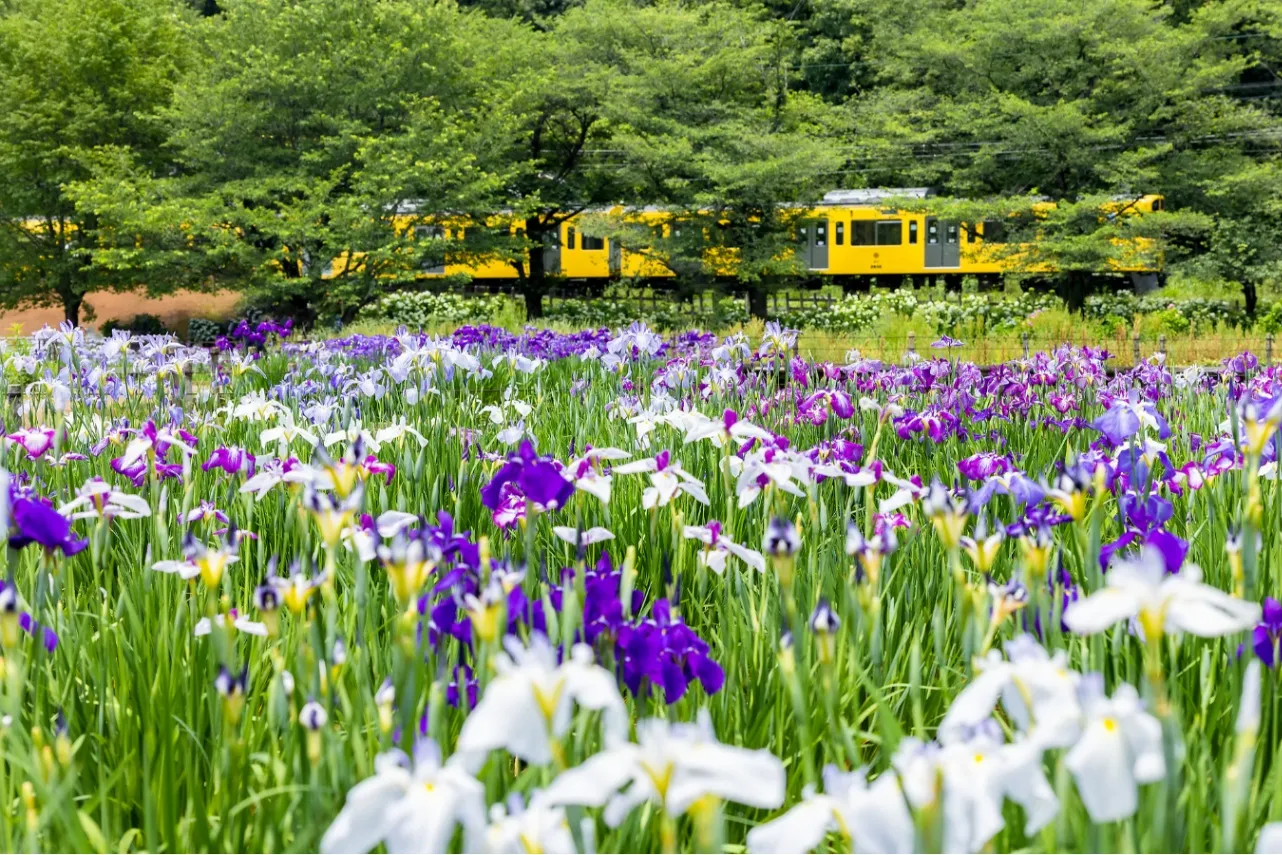【2026】東京の「菖蒲園」6選！花菖蒲の名所を厳選、見ごろやまつり情報も_3655955