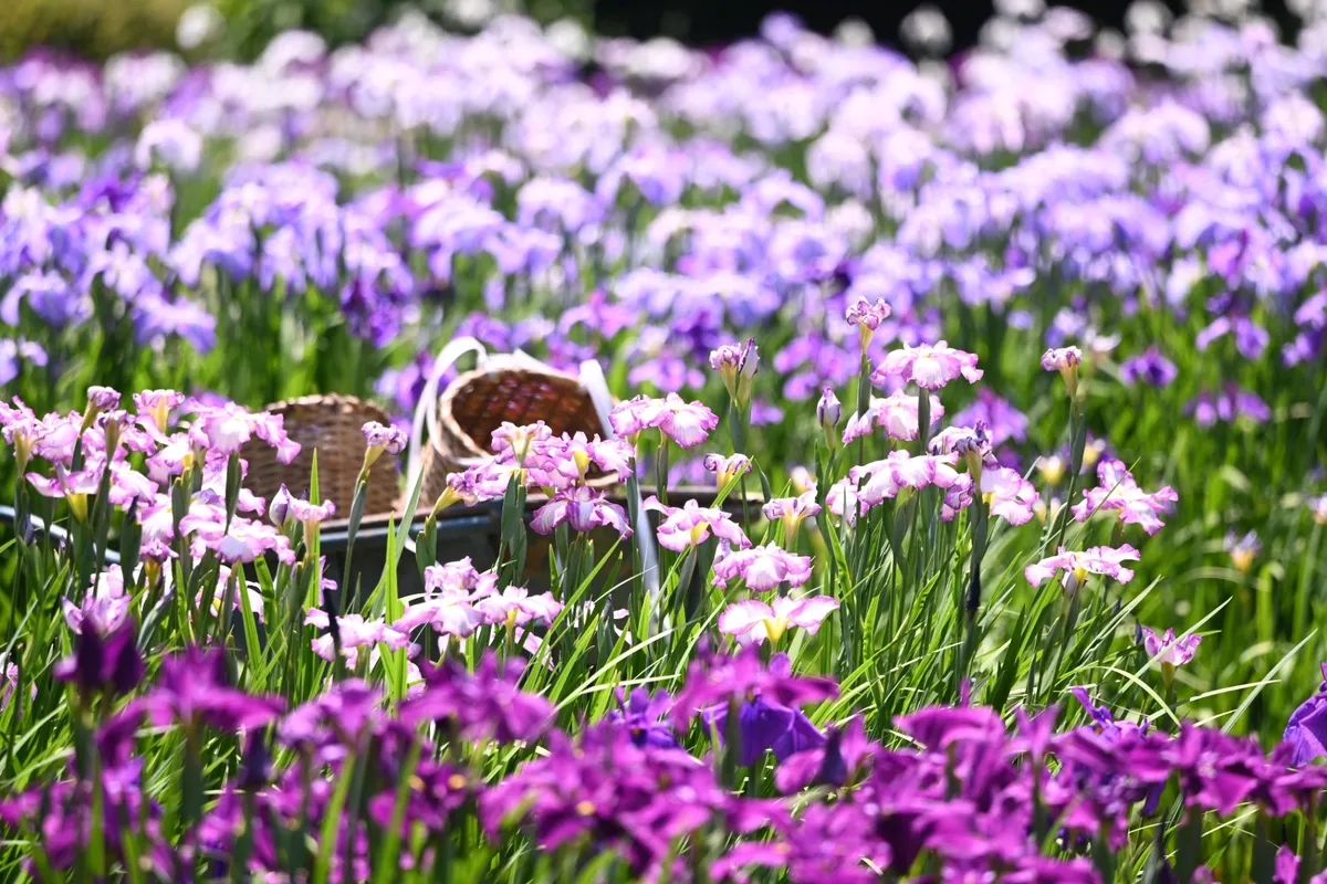 【2026】東京の「菖蒲園」6選！花菖蒲の名所を一挙紹介、見ごろやまつり情報も