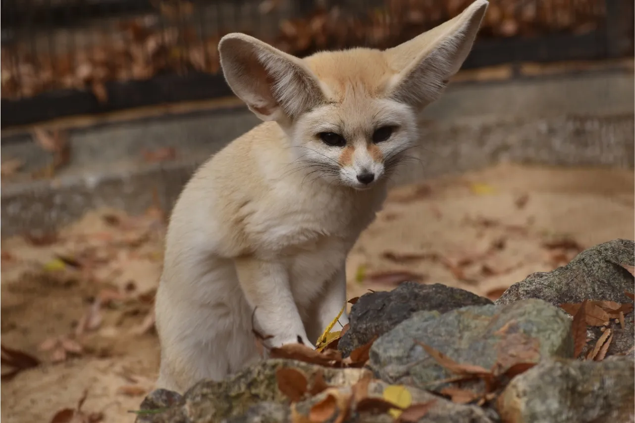 ▲写真提供：公益財団法人 東京動物園協会