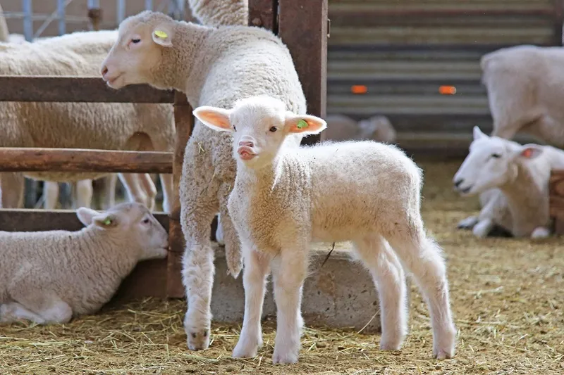 おうちで“おでかけ気分”！ネットで楽しめるレジャー施設＆ミュージアムまとめ【動物園・牧場編】