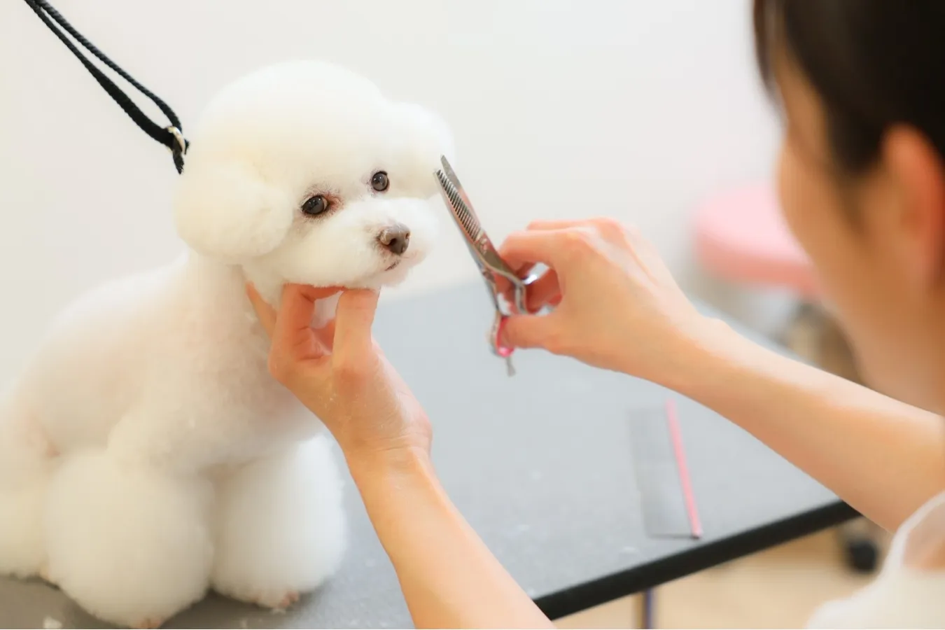 ▲トリミングサロン「happily trim」