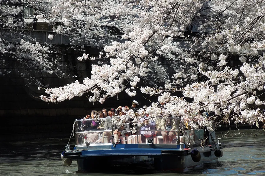 【今年の花見は船上で】デートにオススメ！東京・横浜クルージング5選