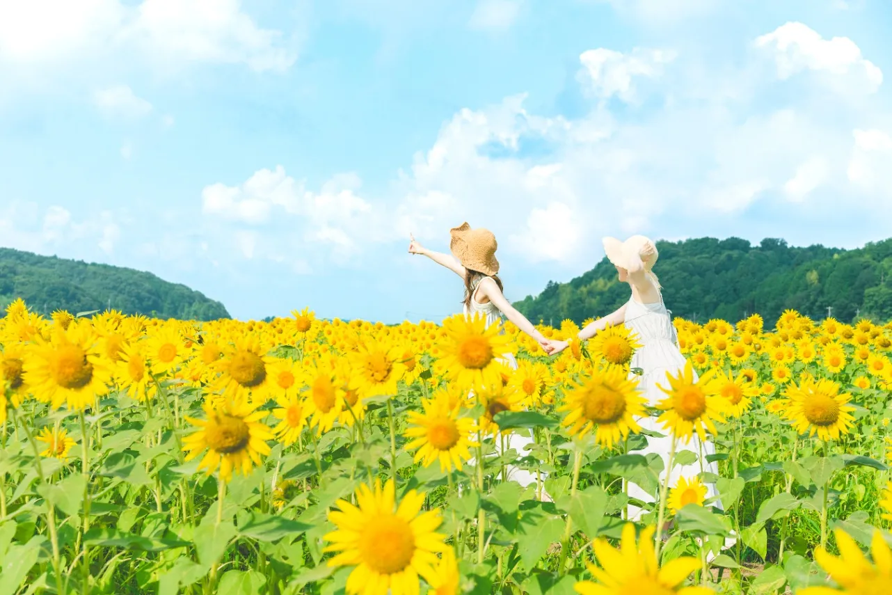 ▲上山地区のひまわり畑